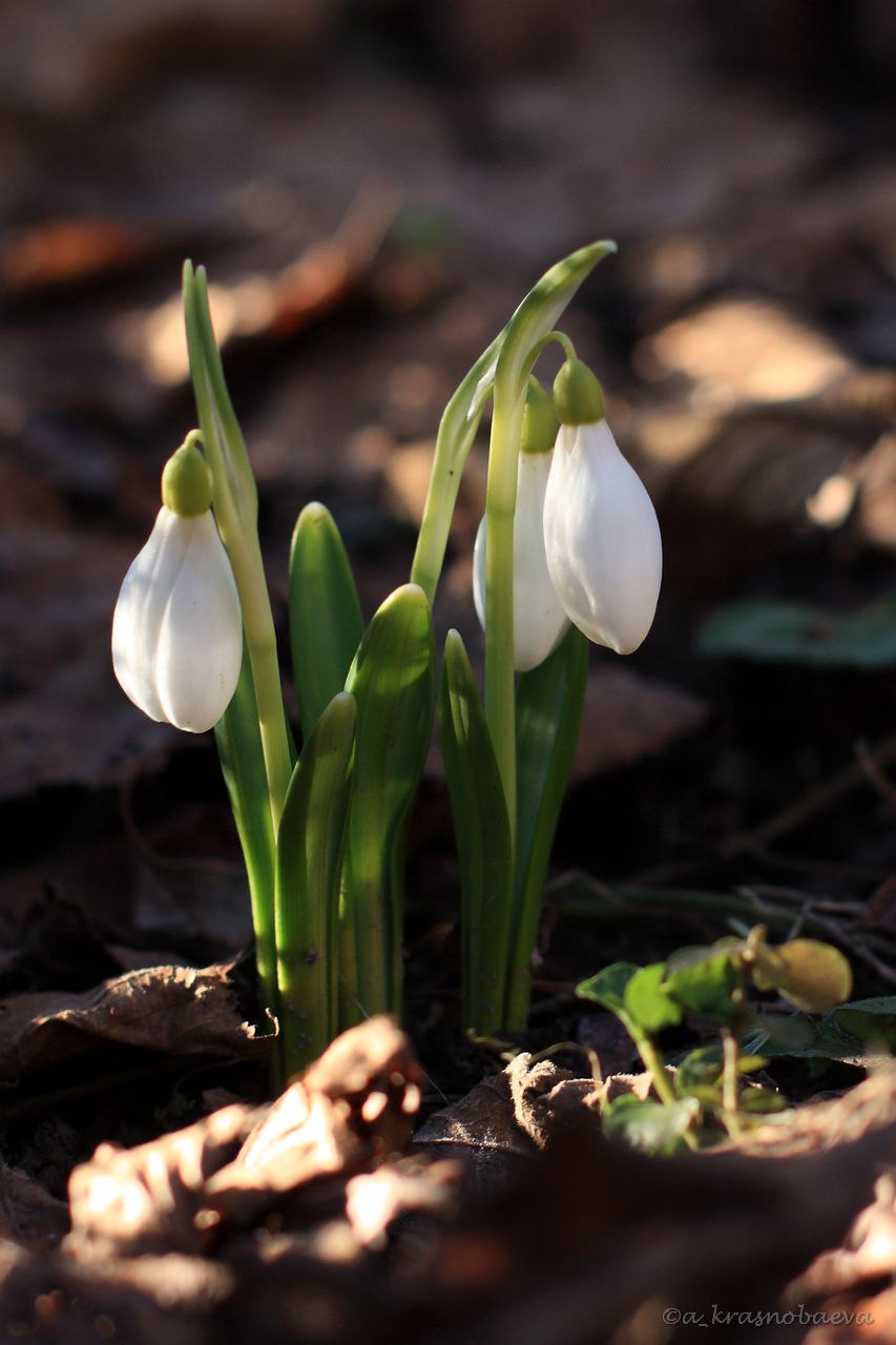 Изображение особи Galanthus plicatus.