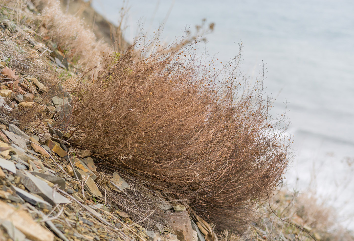 Image of Veronica filifolia specimen.