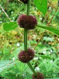 Mentha canadensis