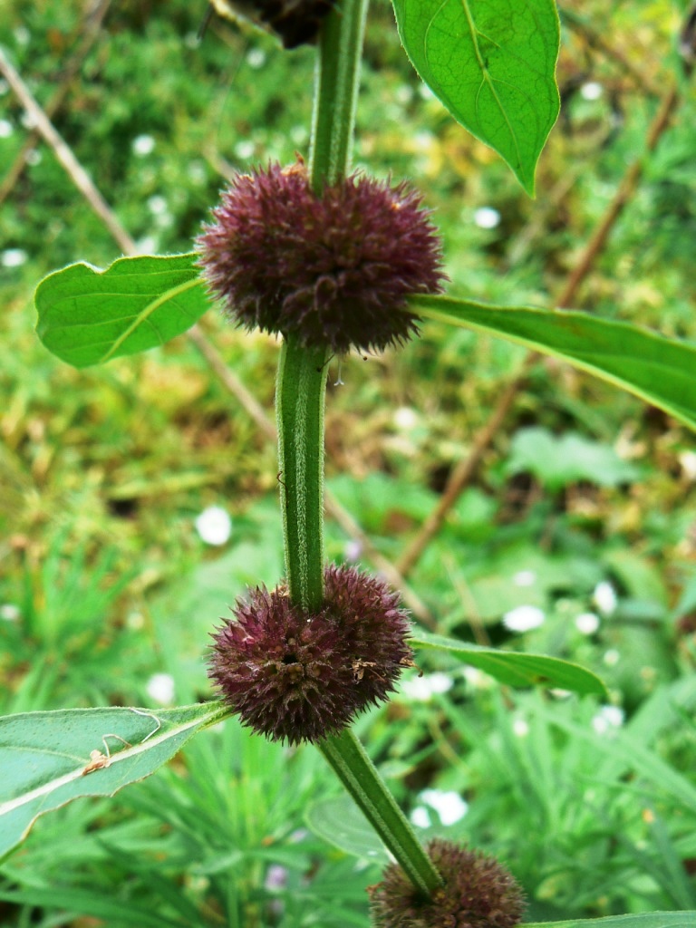 Image of Mentha canadensis specimen.