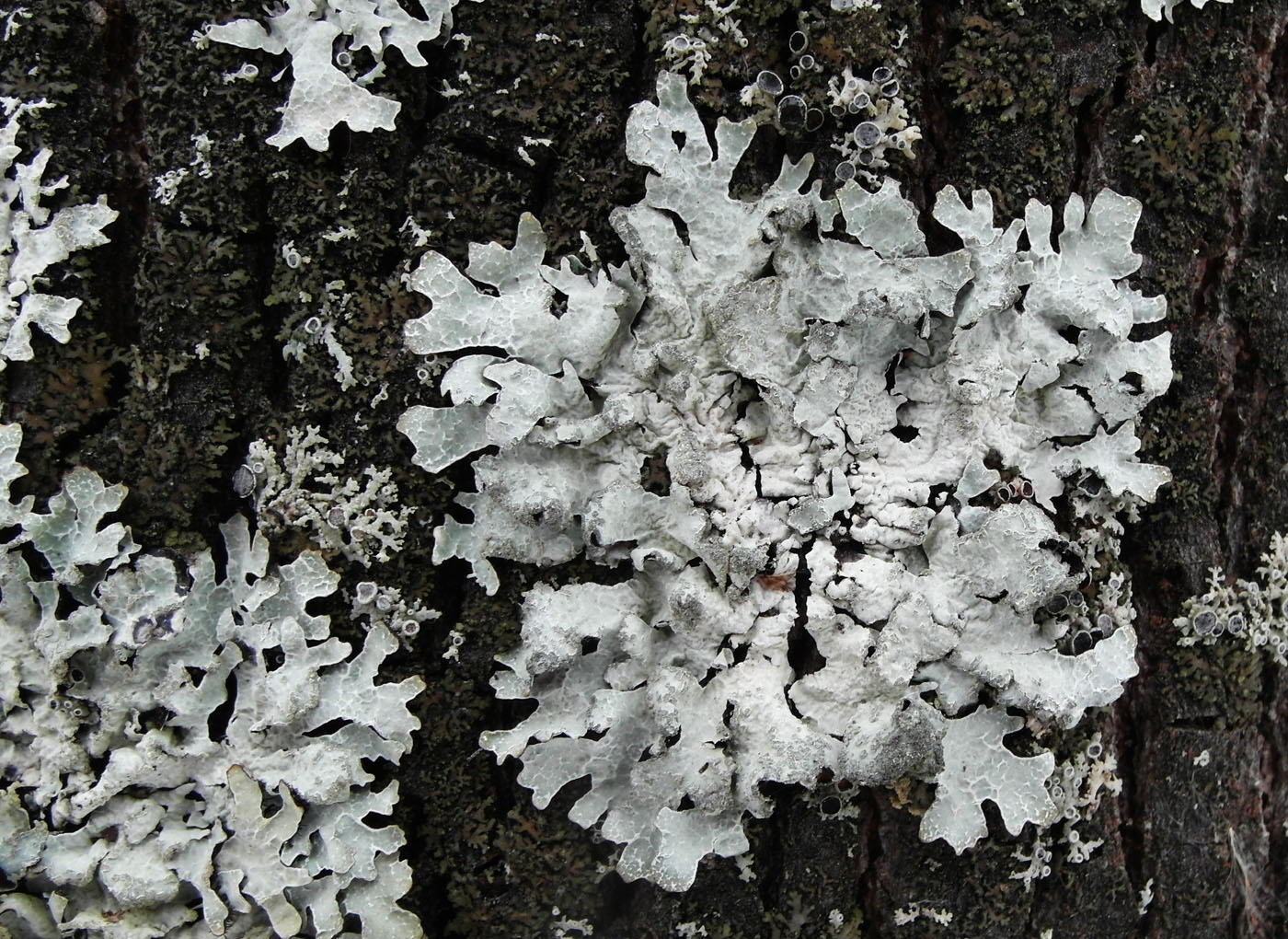 Image of Parmelia sulcata specimen.