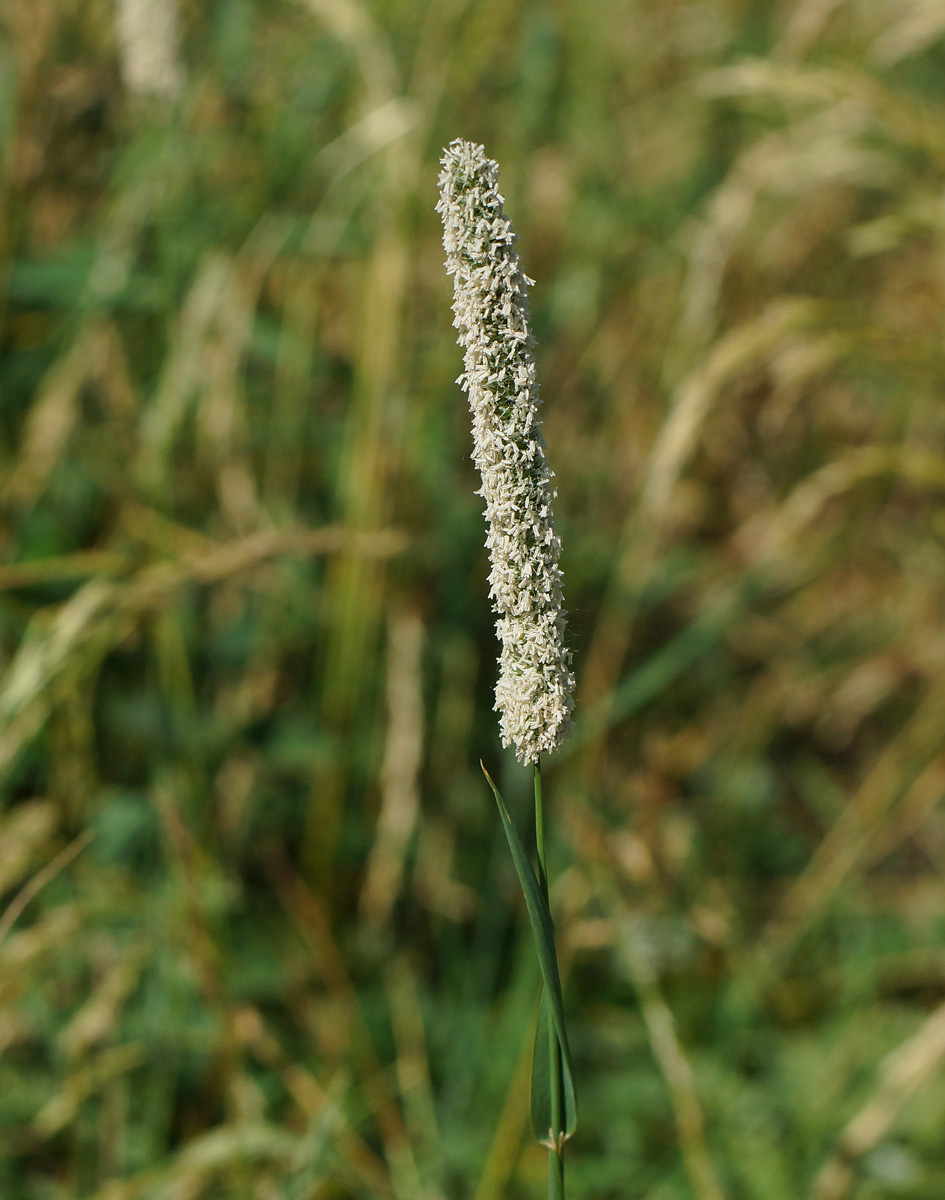 Image of Phleum pratense specimen.