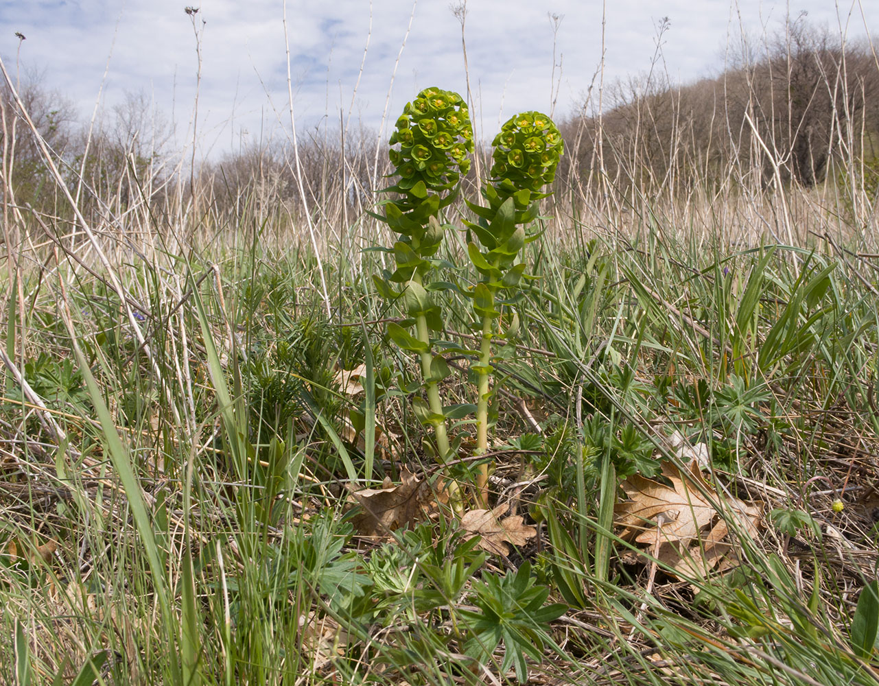 Image of Euphorbia condylocarpa specimen.