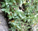 Draba arseniewii. Верхушки вегетирующих побегов и части соплодий. Казахстан, Туркестанская обл., хр. Таласский Алатау, ущелье Иргайлы, около 1500 м н.у.м., под скалой в расщелине камней. 30 апреля 2020 г.