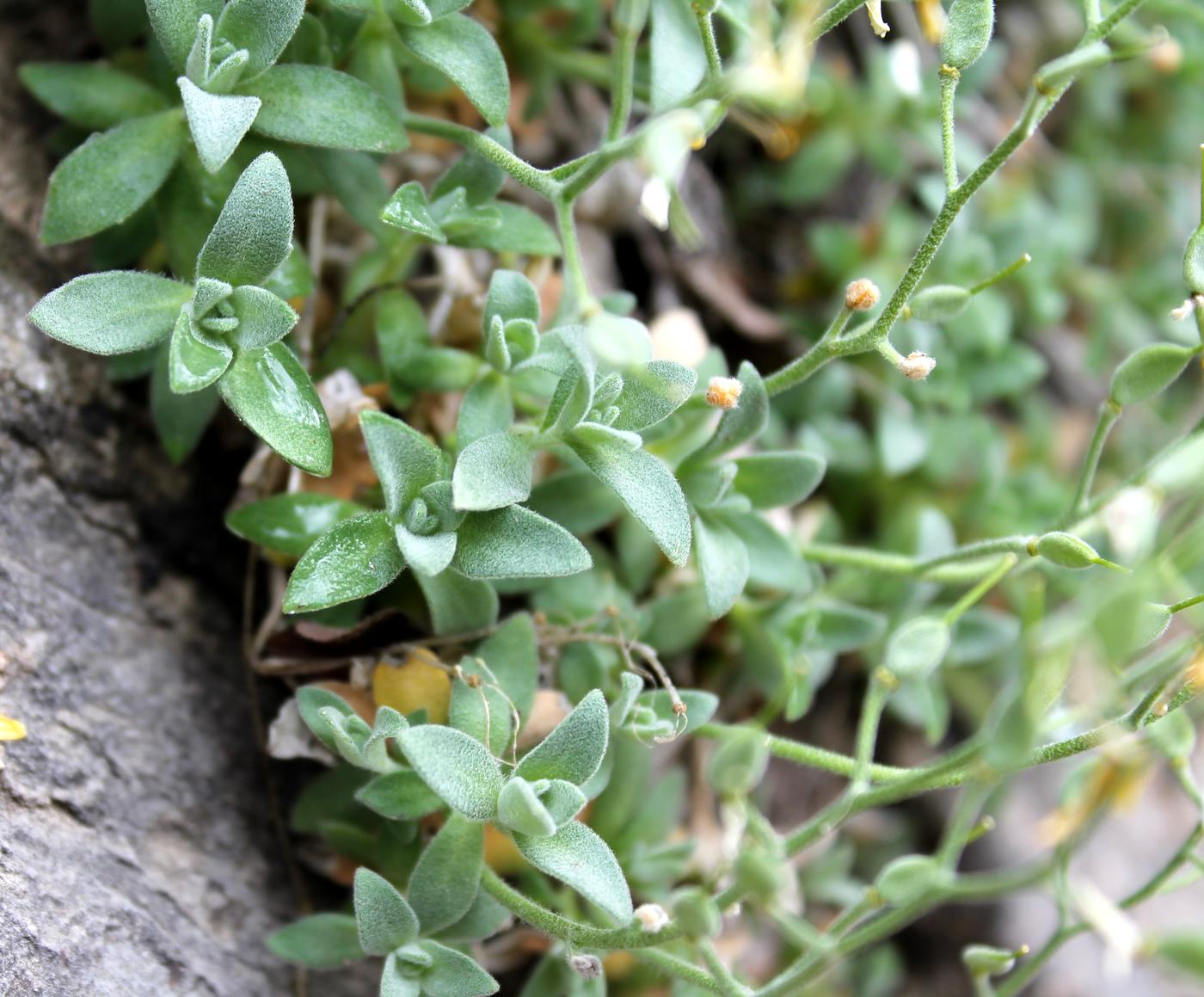 Image of Draba arseniewii specimen.