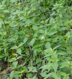 Achyranthes aspera var. sicula