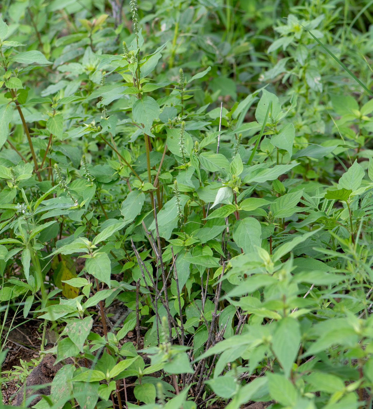 Изображение особи Achyranthes aspera var. sicula.