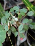 Oxalis sanmiguelii