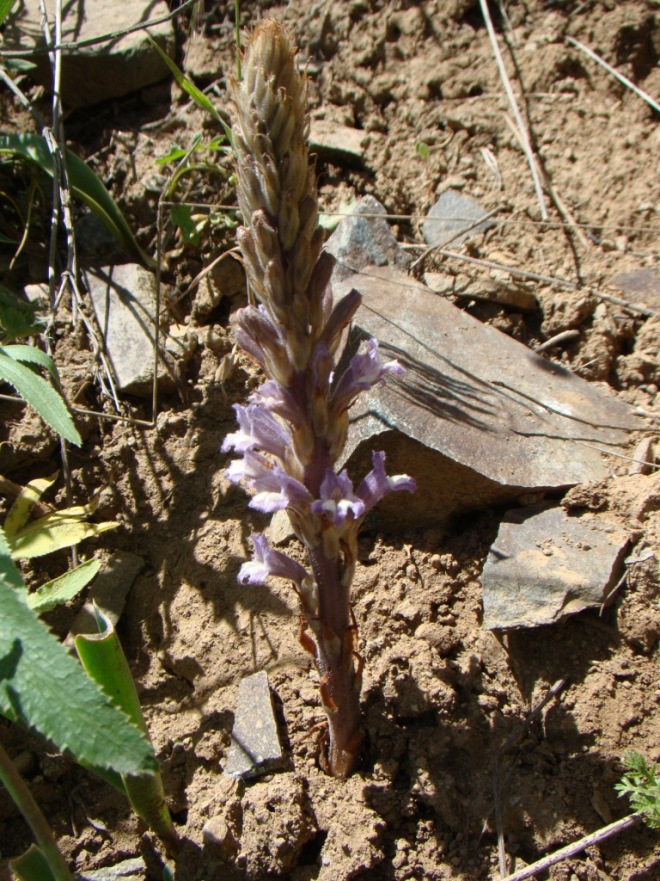 Image of Phelipanche portoilicitana specimen.