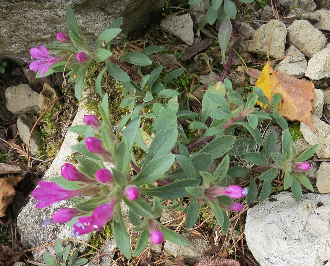 Image of Collomia debilis specimen.