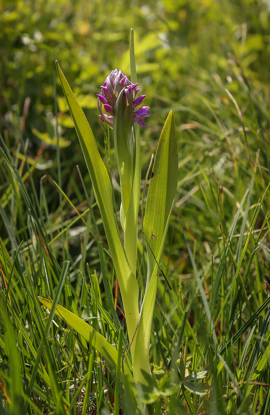 Изображение особи Dactylorhiza incarnata.