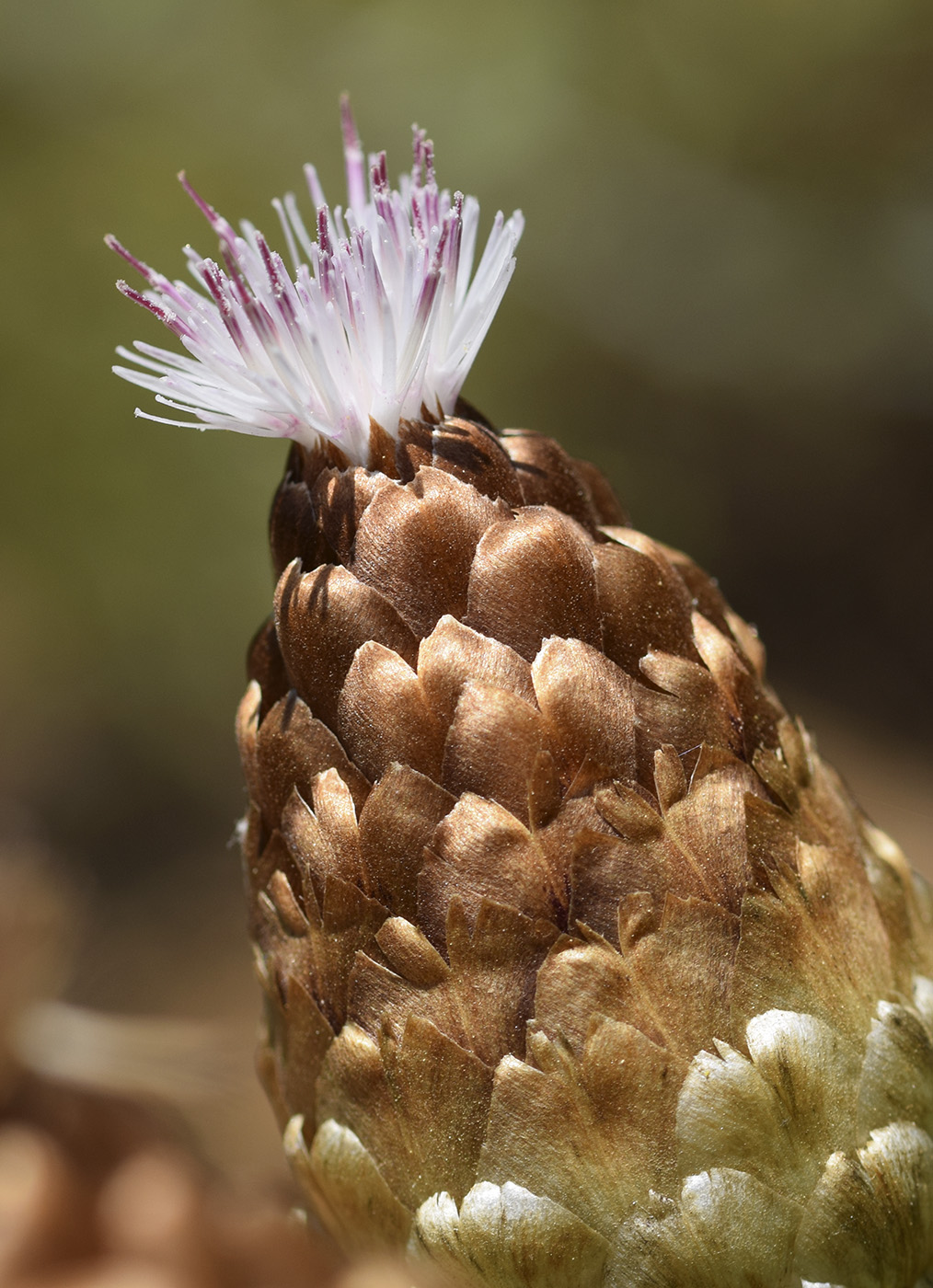 Image of Rhaponticum coniferum specimen.