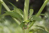 Sambucus ebulus