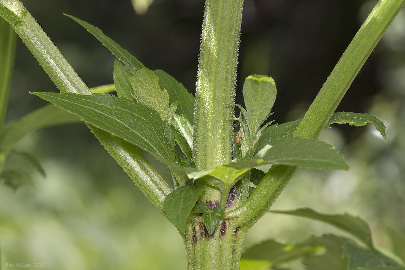 Image of Sambucus ebulus specimen.