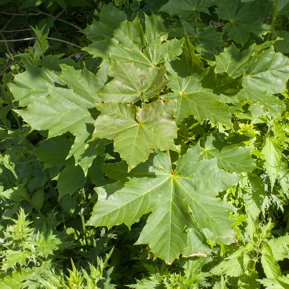 Image of Acer trautvetteri specimen.