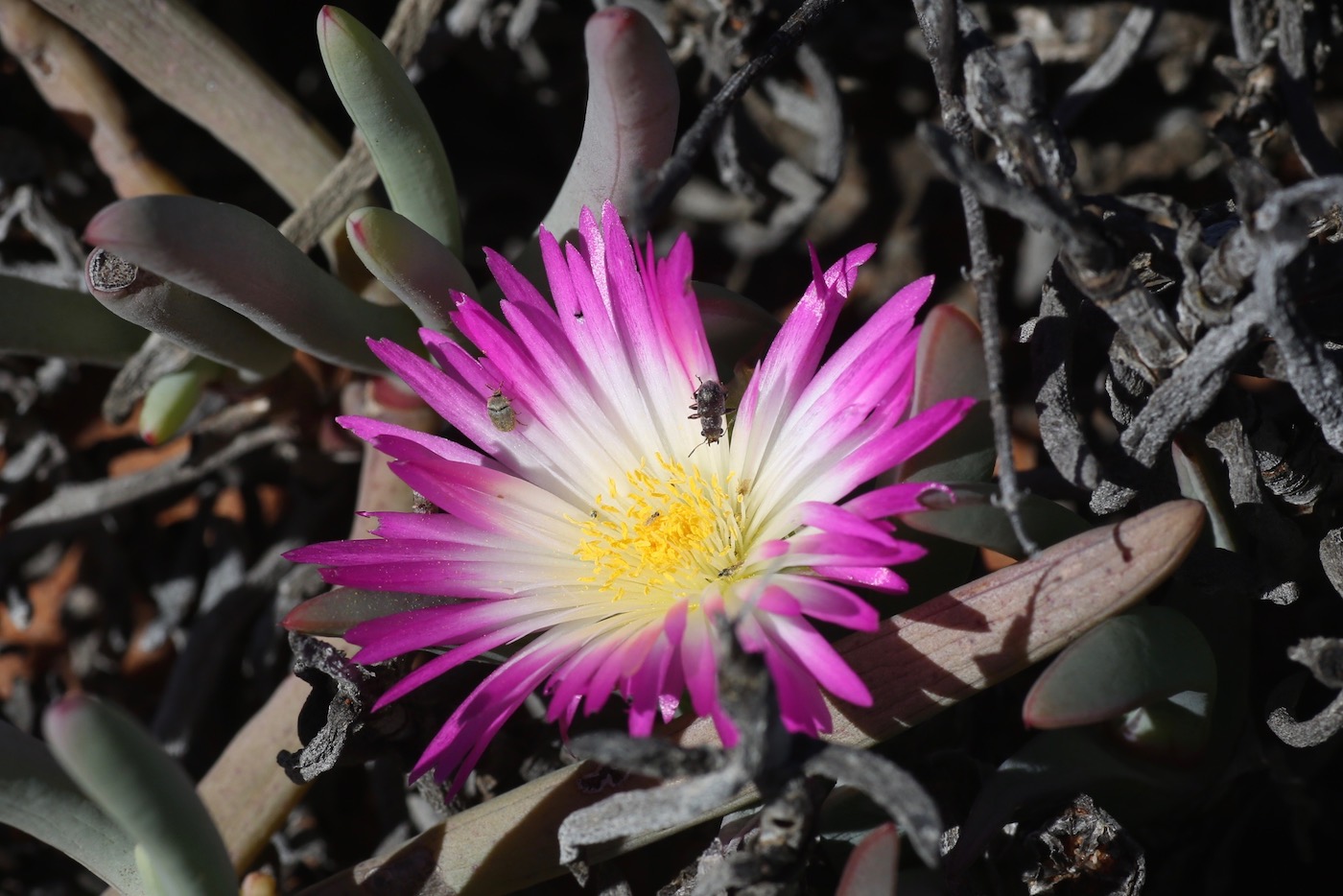 Image of Antimima ventricosa specimen.