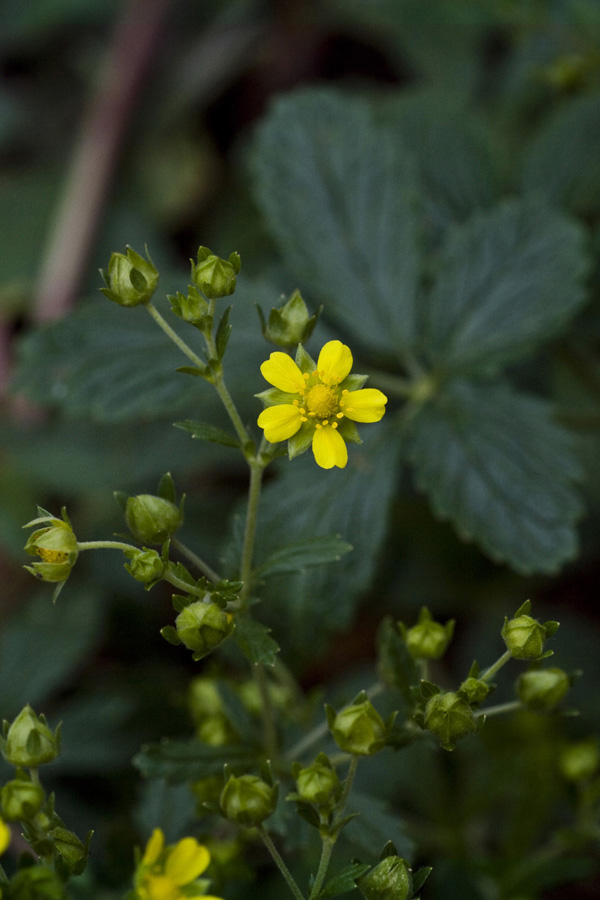 Image of Potentilla intermedia specimen.