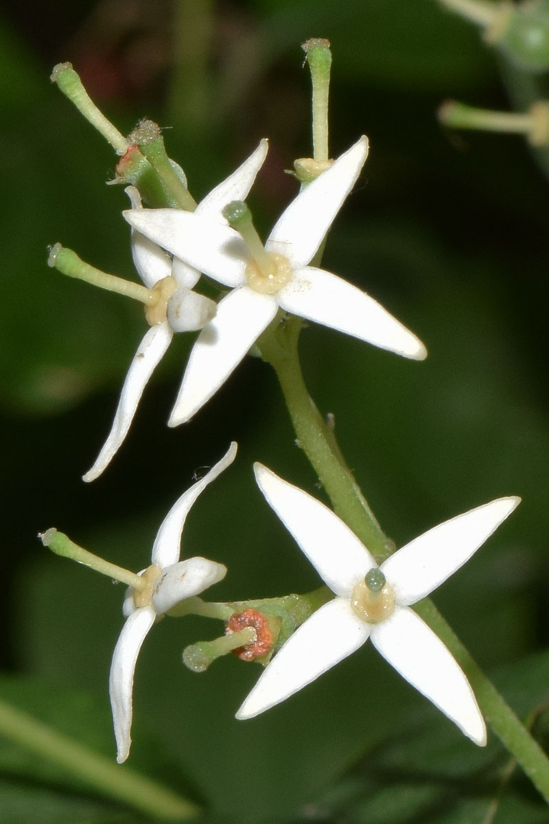 Image of Swida australis specimen.