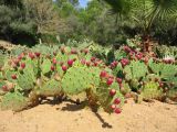 Opuntia cantabrigiensis. Плодоносящие растения. Испания, Каталония, провинция Girona, Costa Brava, Blanes, ботанический сад \"Pinya de Rosa\". 27 октября 2008 г.