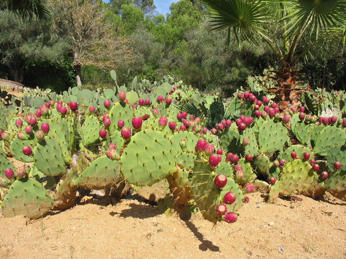 Image of Opuntia cantabrigiensis specimen.