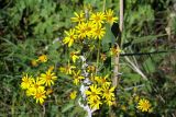 Senecio grandidentatus