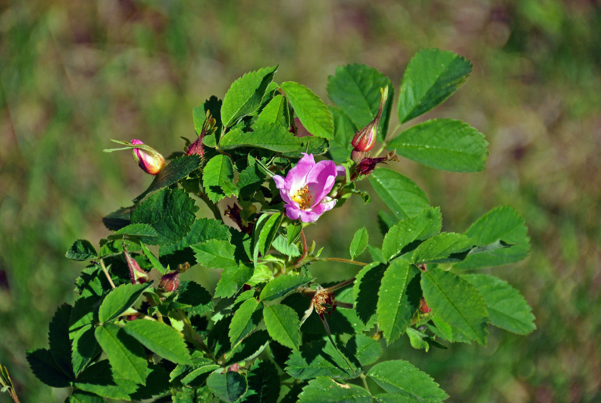 Изображение особи Rosa canina.