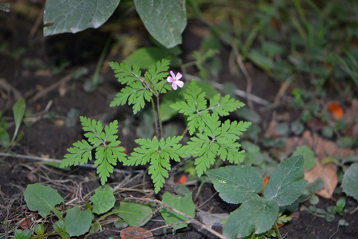 Изображение особи Geranium robertianum.