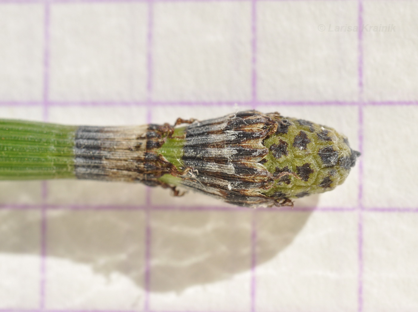 Image of Equisetum hyemale specimen.