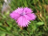 Dianthus seguieri подвид glaber. Цветок. Финляндия, Хельсинки, ботанический сад \"Kaisaniemi\", в культуре. 2 августа 2010 г.