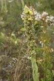 Verbascum thapsus. Верхушка побега с соплодием с плодами и последними цветками. Псковская обл., окр. дер. Изборск, Труворово городище, внешний склон оборонительного вала, суходольный луг. 10.08.2020.