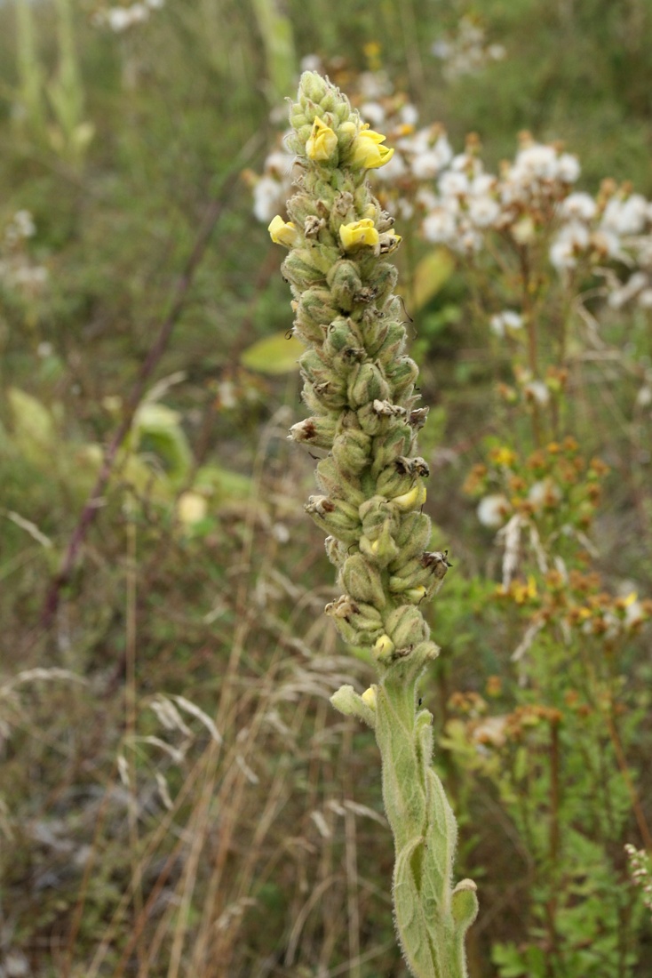 Изображение особи Verbascum thapsus.