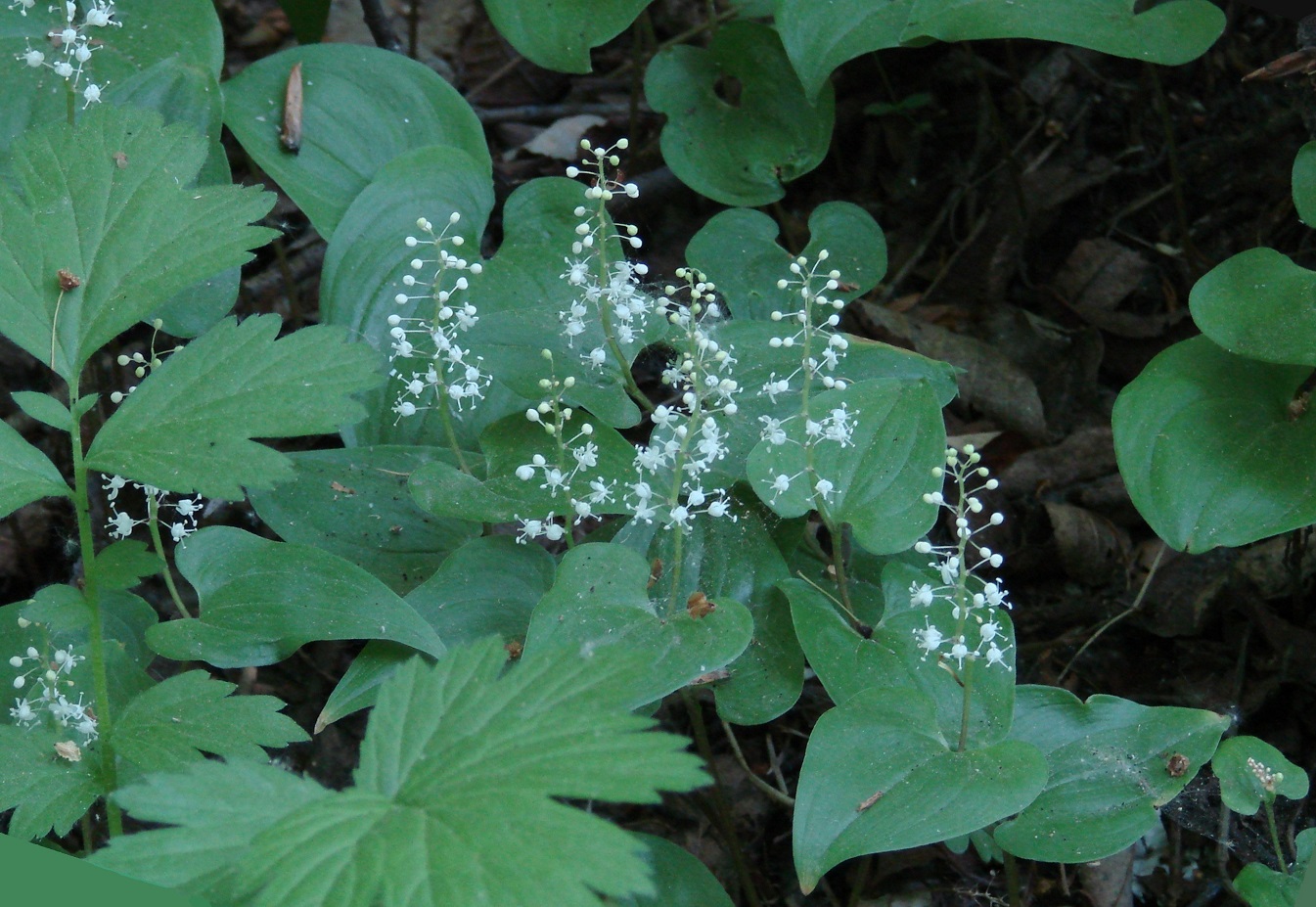 Image of Maianthemum bifolium specimen.