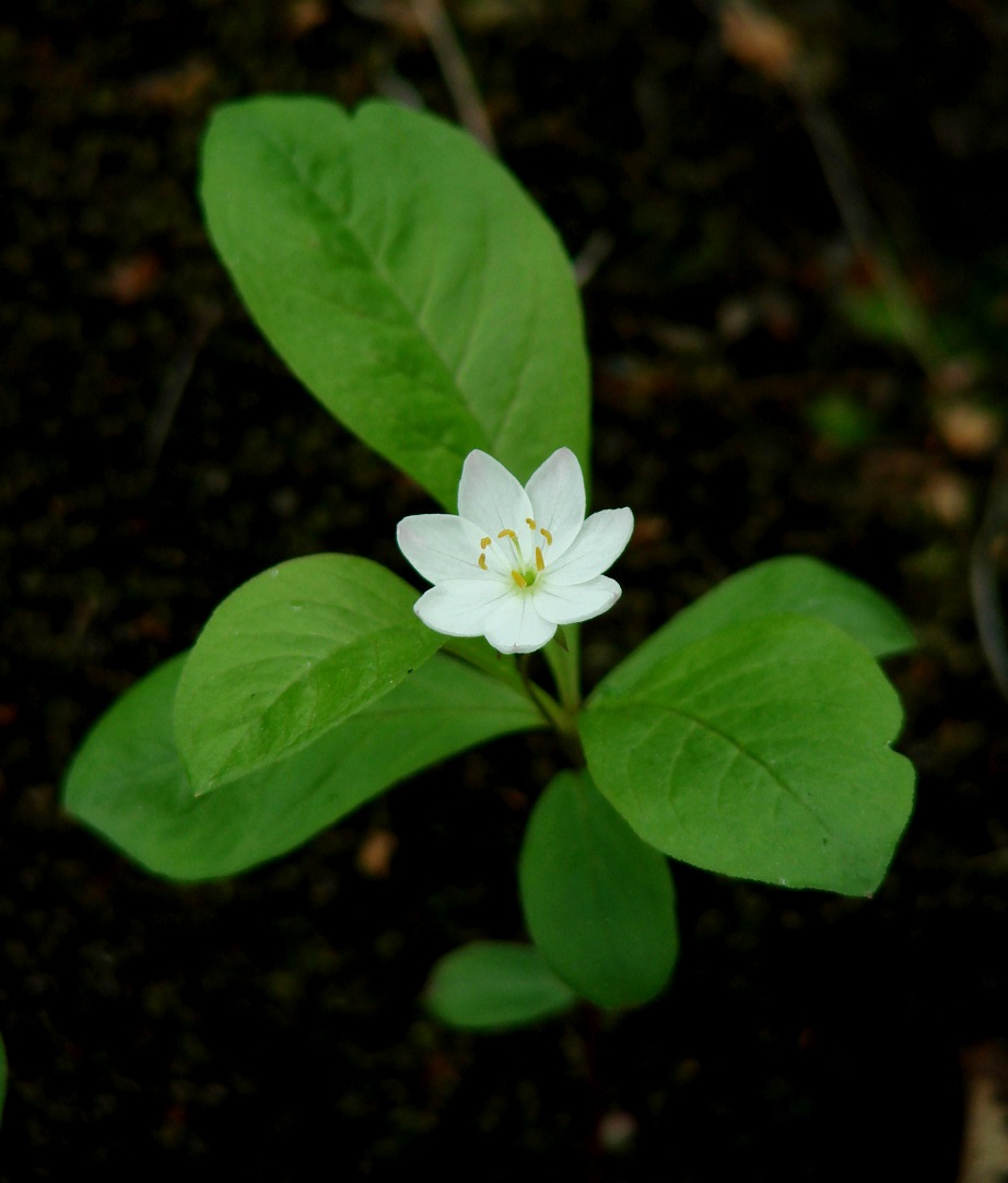 Изображение особи Trientalis europaea.