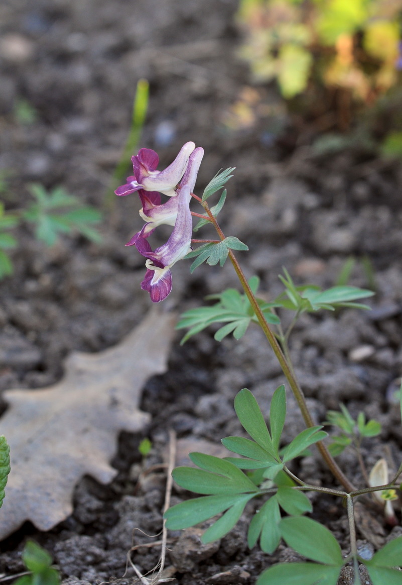 Image of Corydalis &times; allenii specimen.