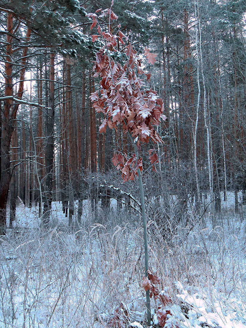 Image of Quercus rubra specimen.