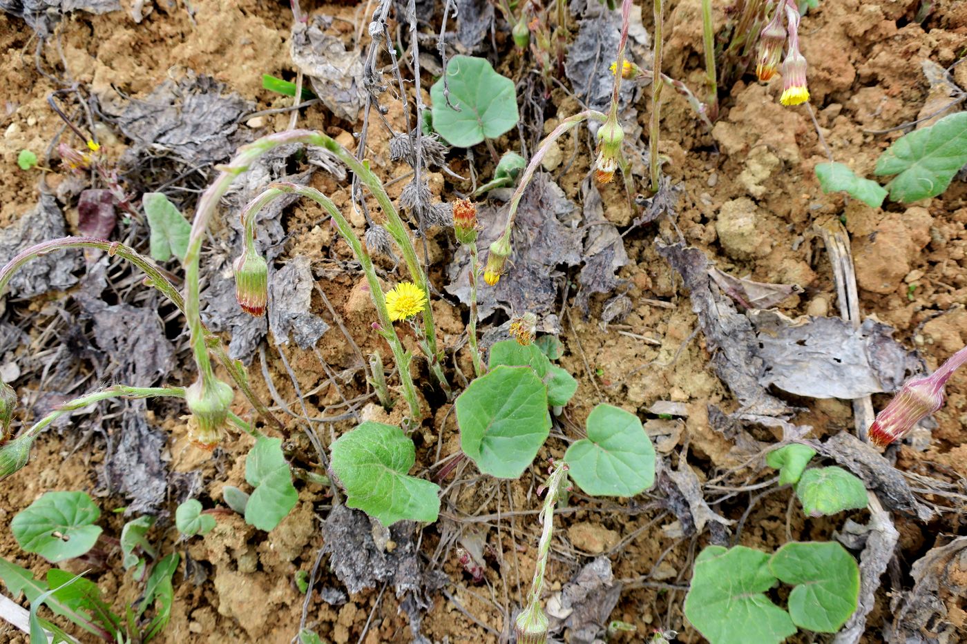 Image of Tussilago farfara specimen.