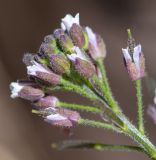 Exhalimolobos hispidulus. Верхушка соцветия. Перу, регион Куско, археологический комплекс \"Писак\", центральная часть комплекса, в щели каменной кладки. 12.10.2019.