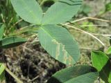 Trifolium rytidosemium