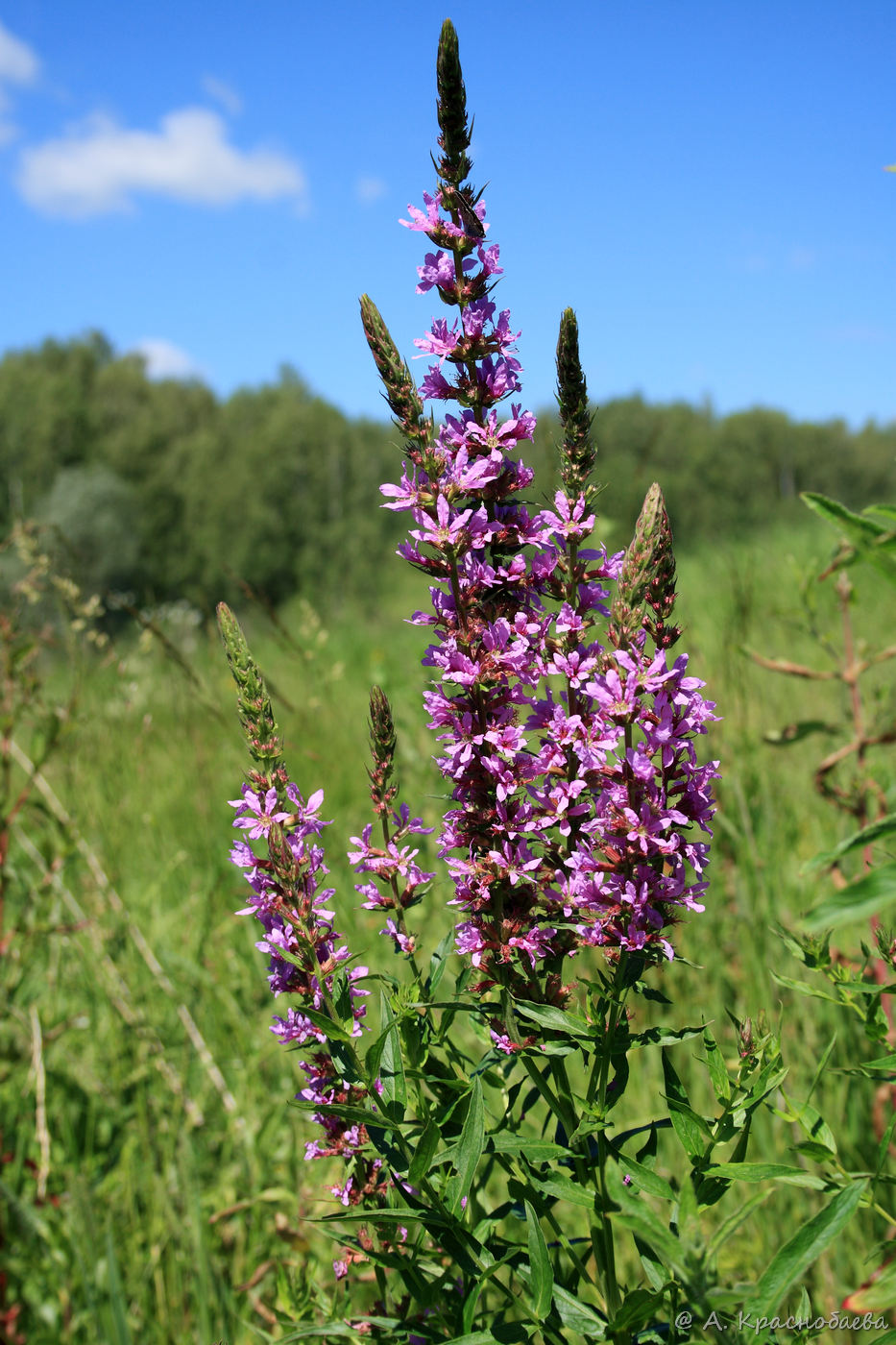 Изображение особи Lythrum salicaria.