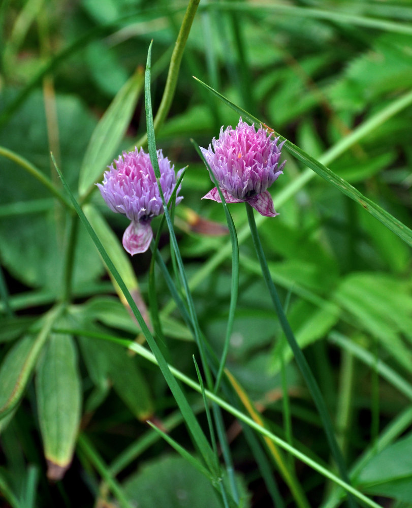 Image of Allium schoenoprasum specimen.