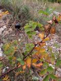 Rosa spinosissima. Ветвь с вызревшим плодом. Крым, Ай-Петринская яйла. 25 сентября 2010 г.