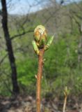 Rhododendron luteum. Верхушка побега с распускающимися почками. Краснодарский край, Абинский р-н, окр. пос. Новый, у скал Новых. 19.04.2020.