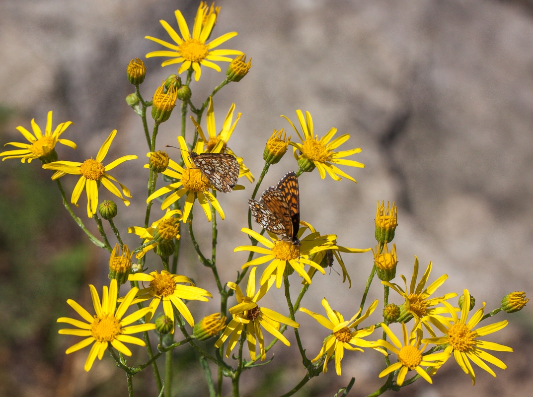 Image of Senecio jacobaea specimen.