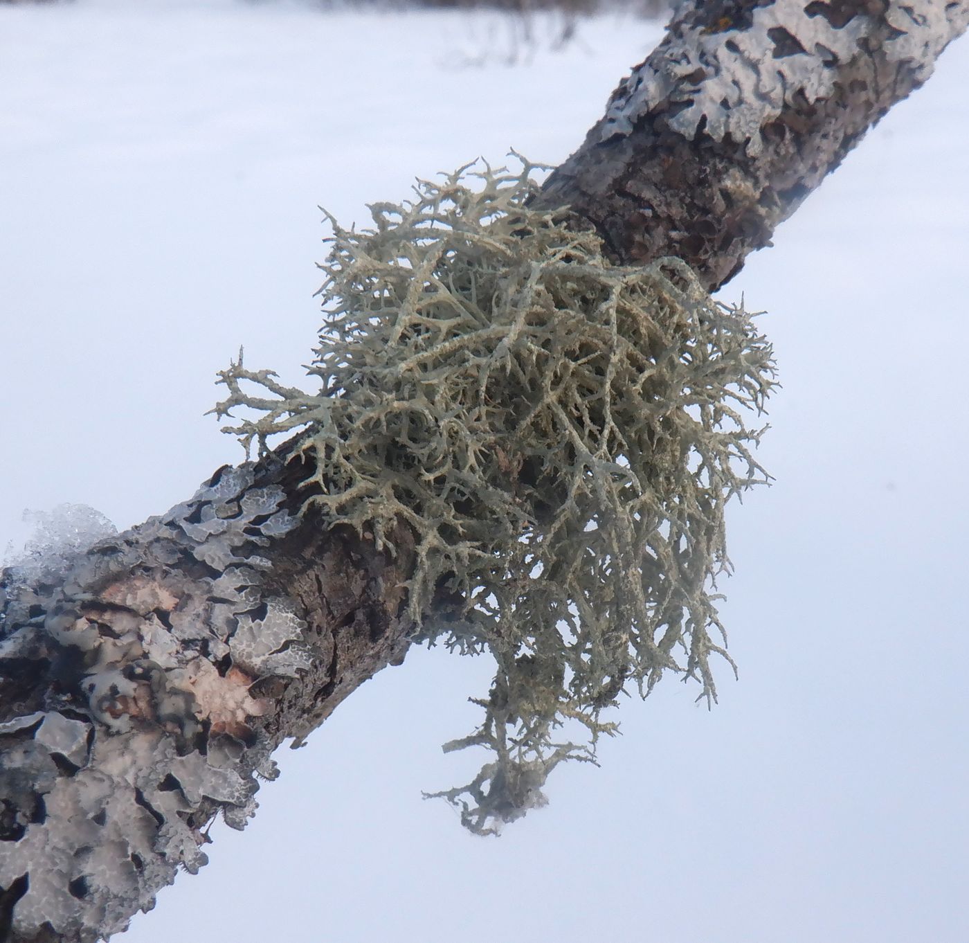 Image of genus Evernia specimen.