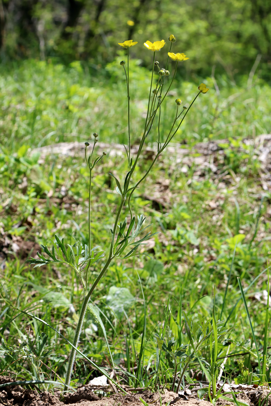 Image of Ranunculus komarovii specimen.