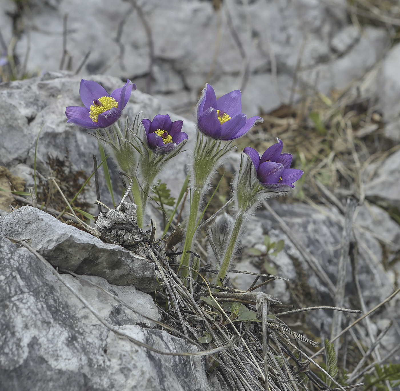 Изображение особи Pulsatilla patens.