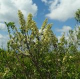 Spiraea hypericifolia. Верхушки цветущих ветвей. Крым, гора Чатыр-Даг, нижнее плато, степной склон. 30.05.2021.