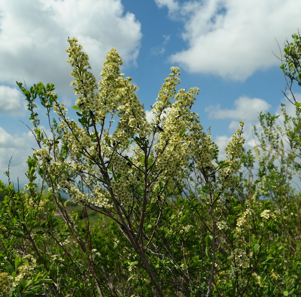 Image of Spiraea hypericifolia specimen.