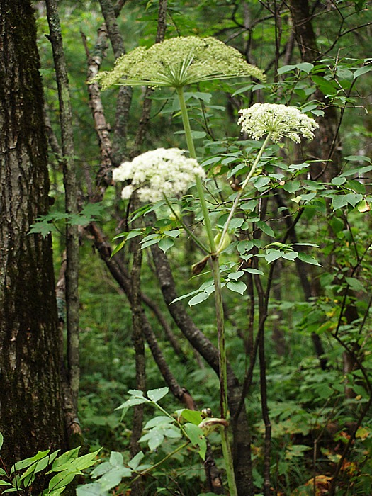 Image of Angelica cincta specimen.