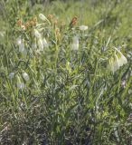 Onosma volgensis. Цветущие растения. Пермский край, Кунгурский р-н, окр. с. Плехановское, окр. ур. Спасская гора, разнотравный луг. 05.06.2021.